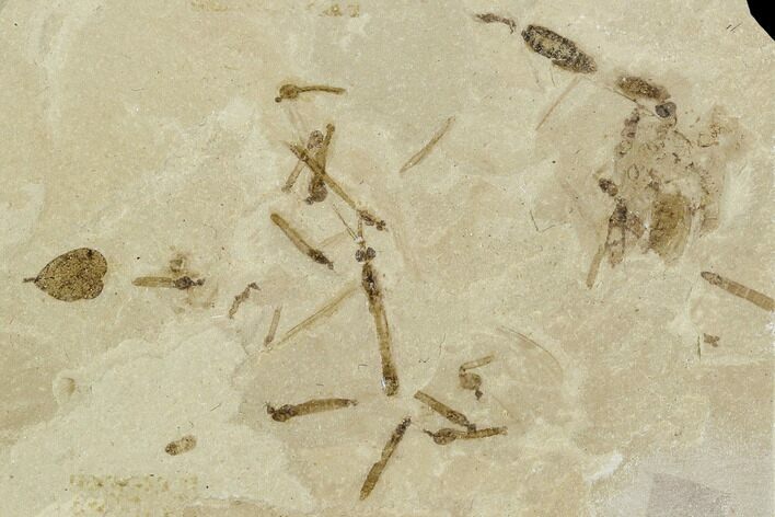 Fossil Insect Cluster (Flies, Bees) - Green River Formation, Utah #111381
